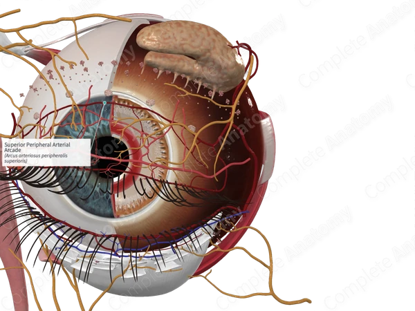 Superior Peripheral Arterial Arcade