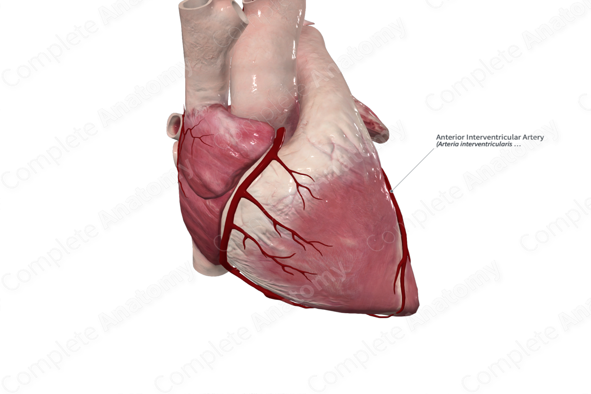 Anterior Interventricular Artery