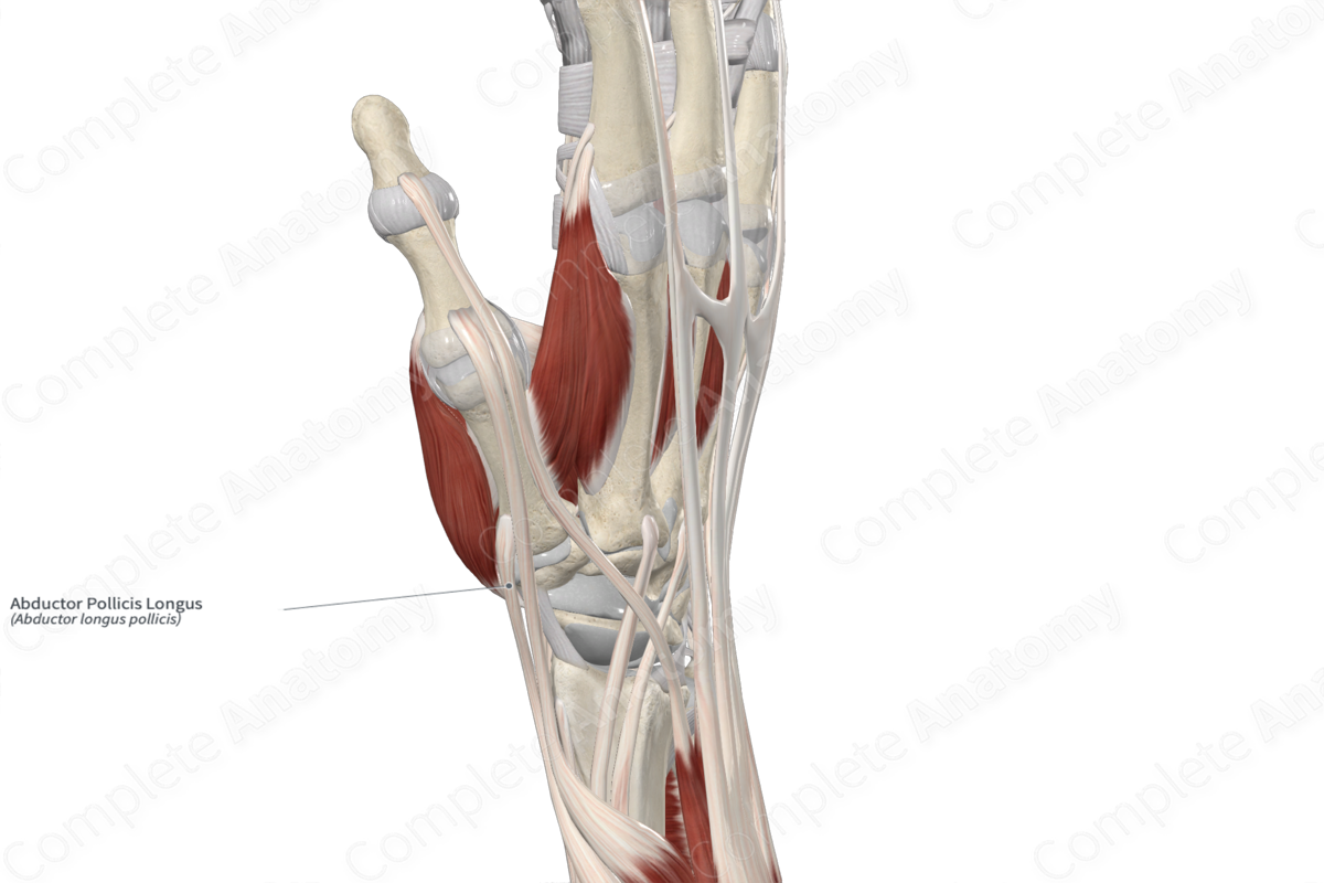 Abductor Pollicis Longus 