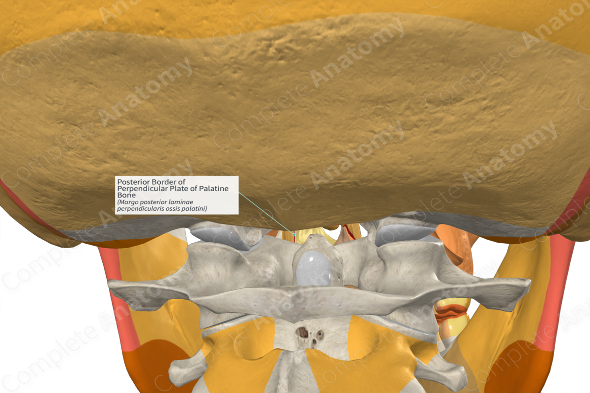 Posterior Border of Perpendicular Plate of Palatine Bone