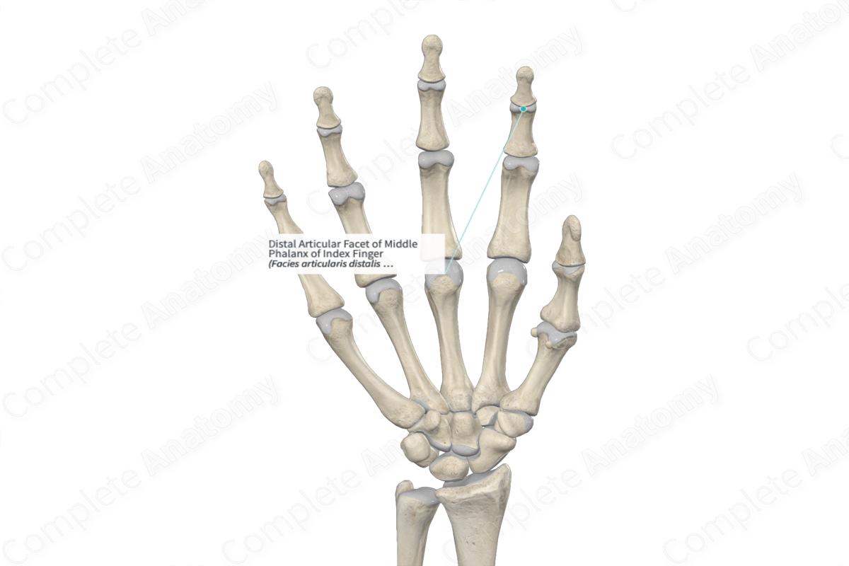 Distal Articular Facet of Middle Phalanx of Index Finger 