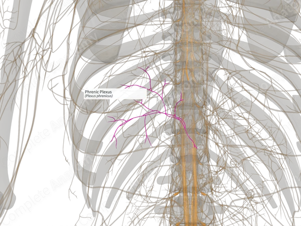 Phrenic Plexus (Left)