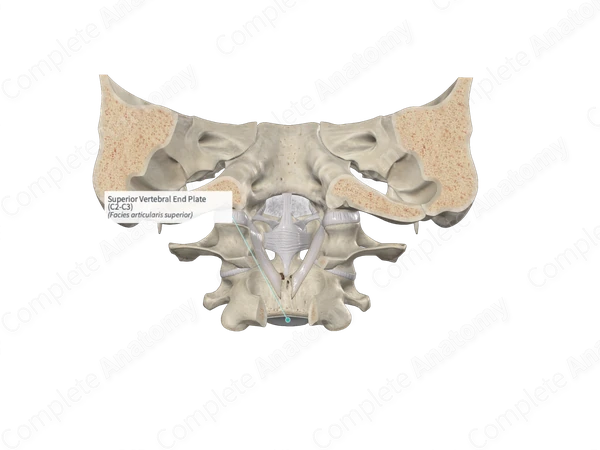 Superior Vertebral End Plate (C2-C3)