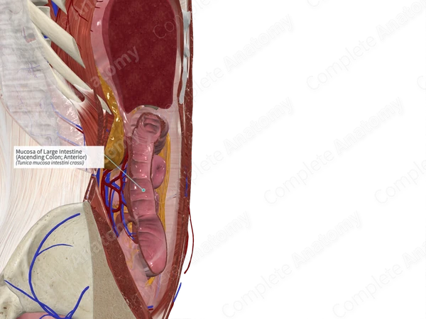 Mucosa of Large Intestine (Ascending Colon; Anterior)
