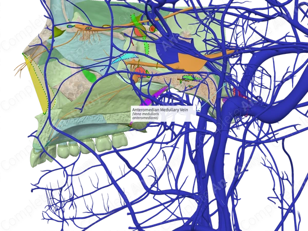 Anteromedian Medullary Vein