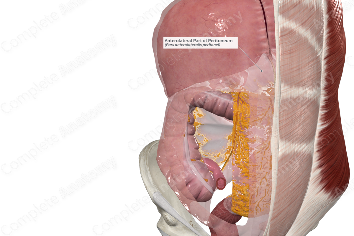Anterolateral Part of Peritoneum