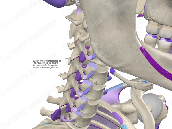 Superior Vertebral Notch of Fourth Cervical Vertebra (Right)