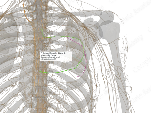 Collateral Branch of Fourth Intercostal Nerve (Left)