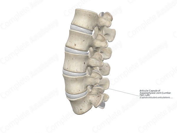 Articular Capsule of Zygapophyseal Joint (Lumbar Part; Left)