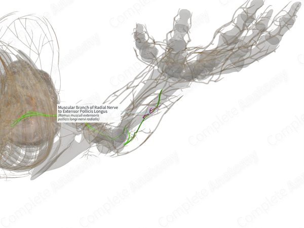 Muscular Branch of Radial Nerve to Extensor Pollicis Longus (Left)