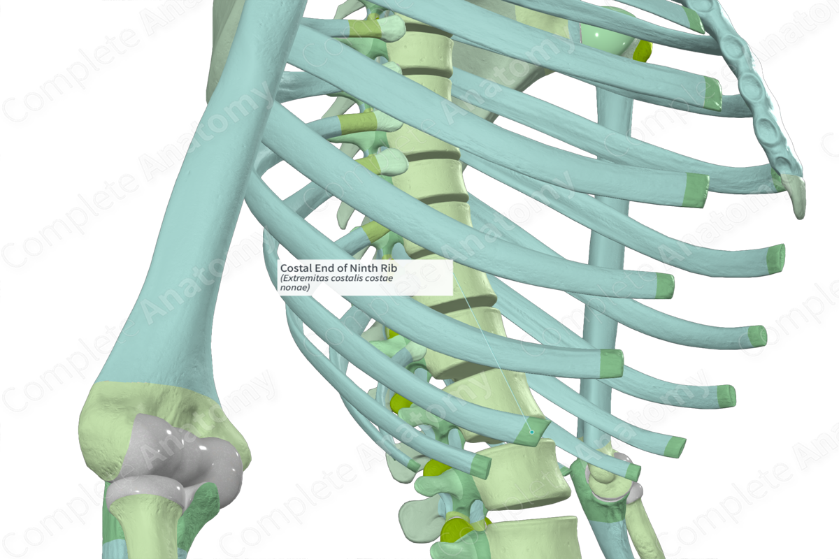 Costal End of Ninth Rib Complete Anatomy