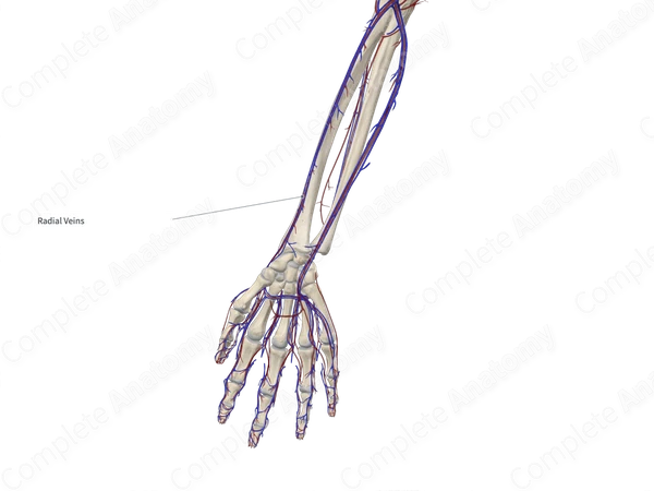 Radial Veins