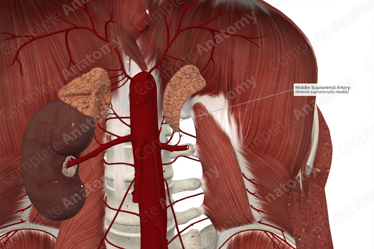Middle Suprarenal Artery 