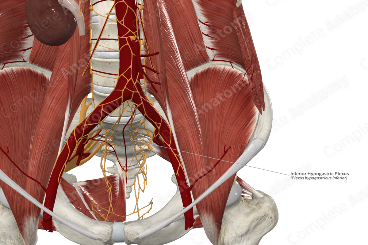 Inferior Hypogastric Plexus