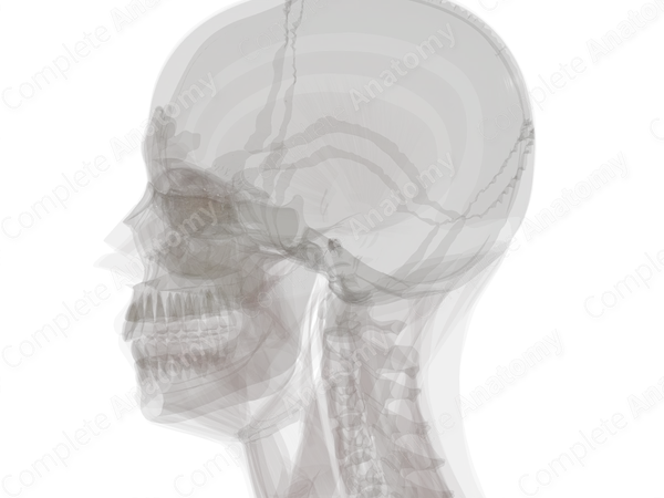 Ligaments of Auditory Ossicles (Left)