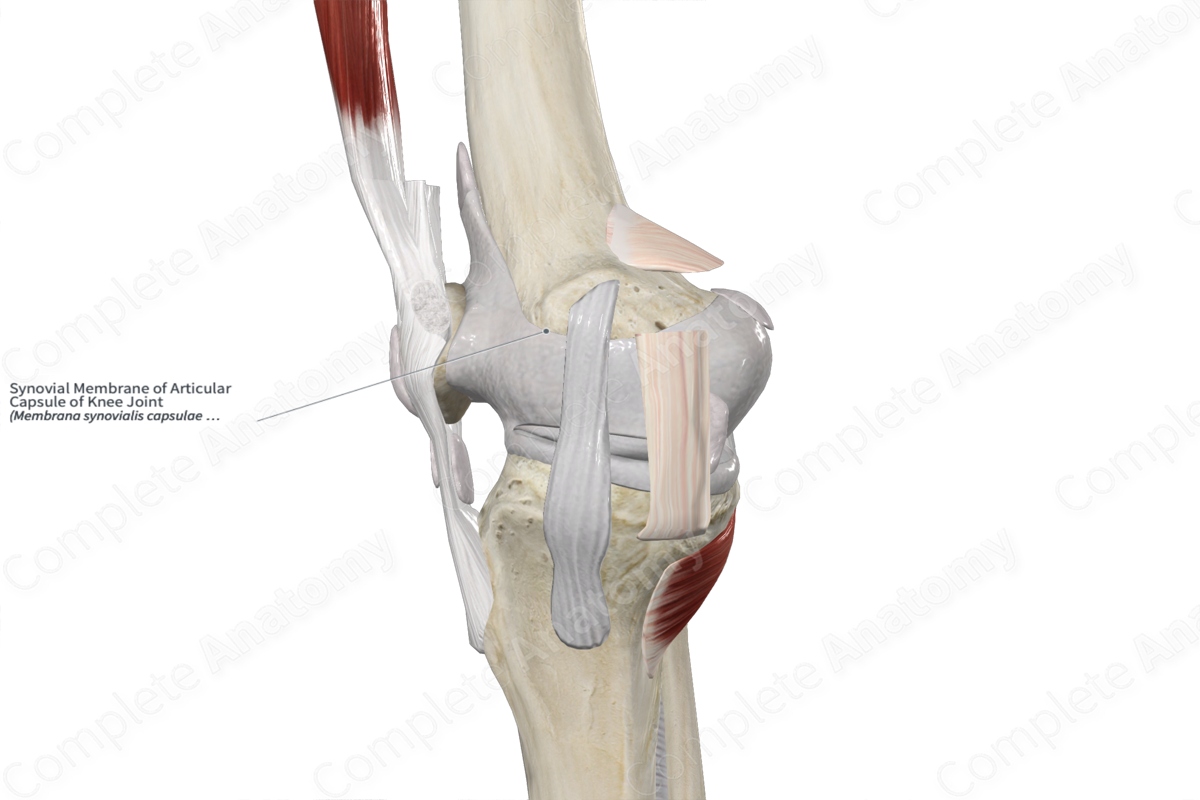 Synovial Membrane of Articular Capsule of Knee Joint 