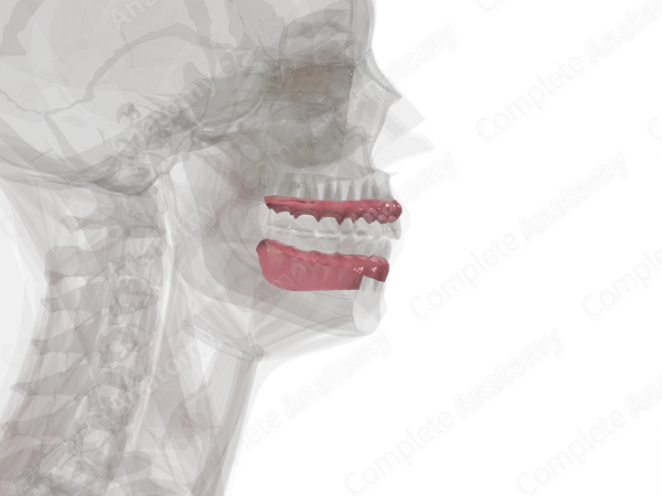 Gingivae