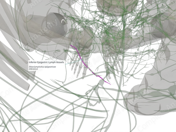 Inferior Epigastric Lymph Vessels (Left)