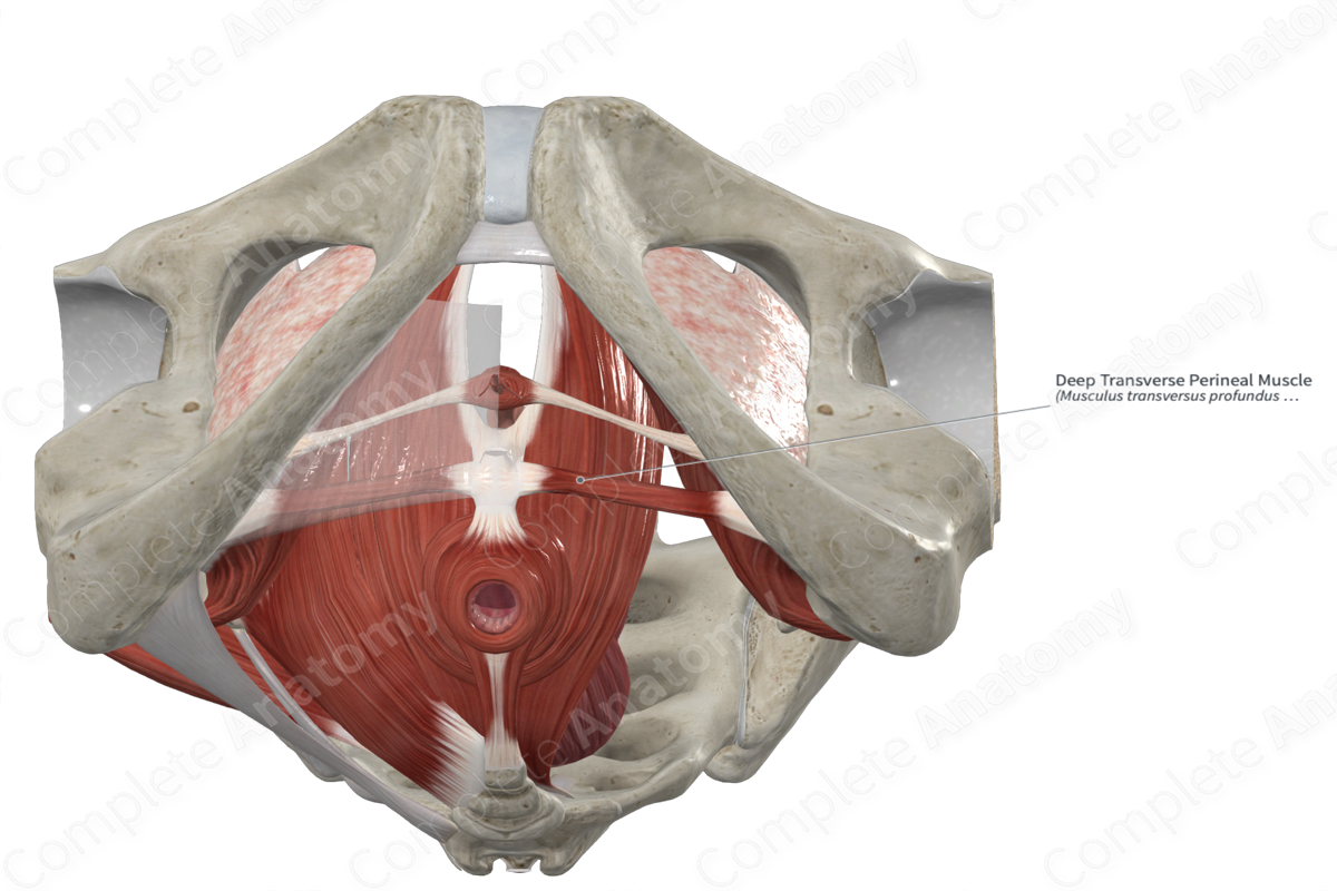 Deep Transverse Perineal Muscle 