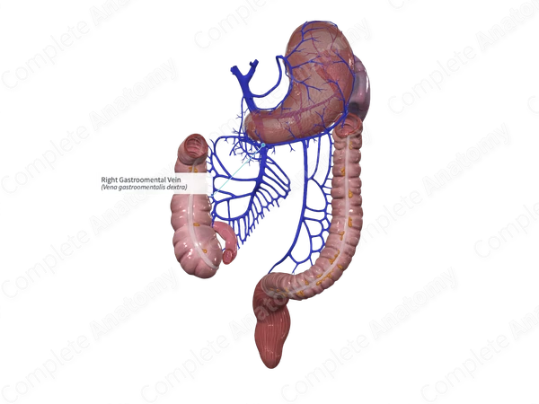 Right Gastroomental Vein