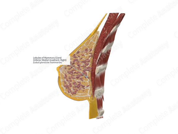 Lobules of Mammary Gland (Inferior Medial Quadrant; Left)