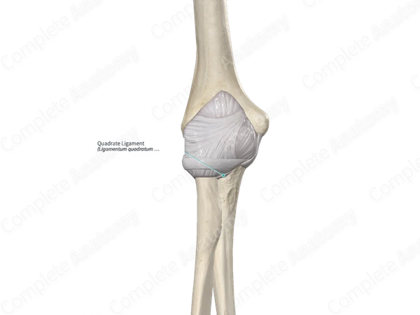 Quadrate Ligament 
