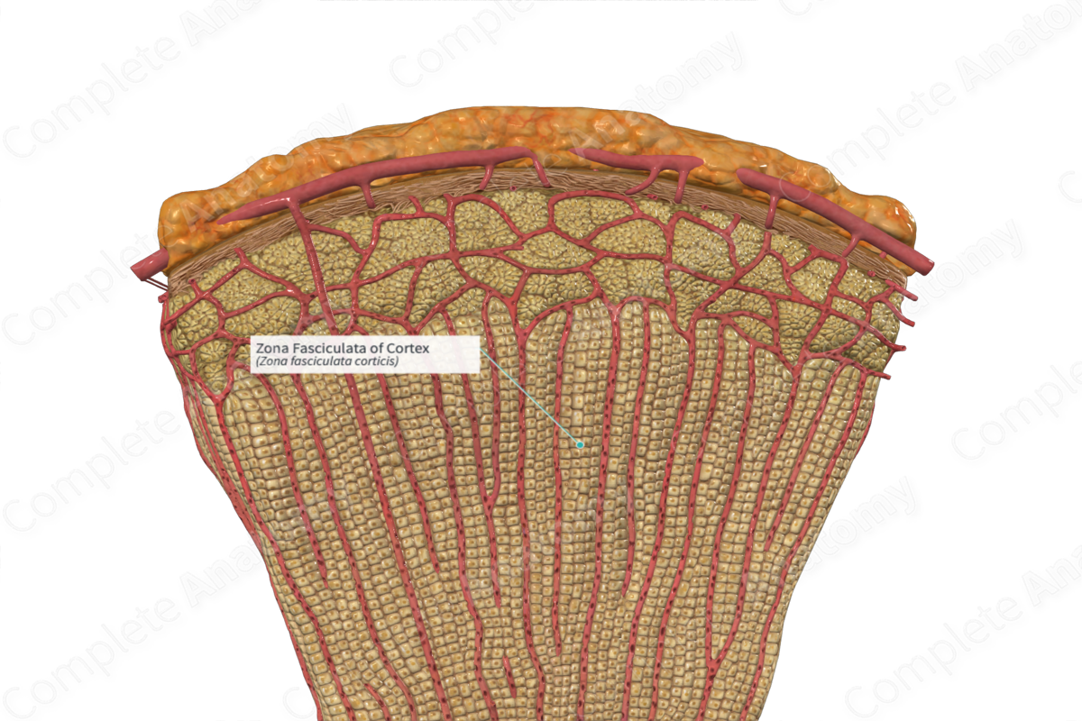 Zona Fasciculata of Cortex
