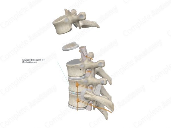 Anulus Fibrosus (T6-T7)