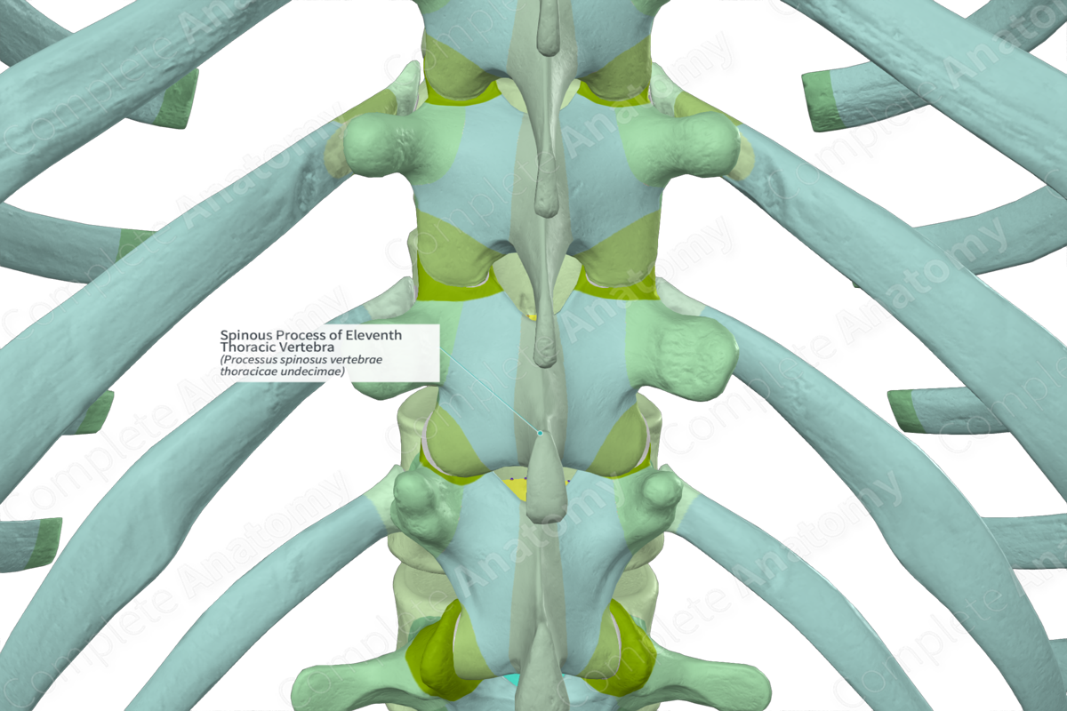 Spinous Process of Eleventh Thoracic Vertebra