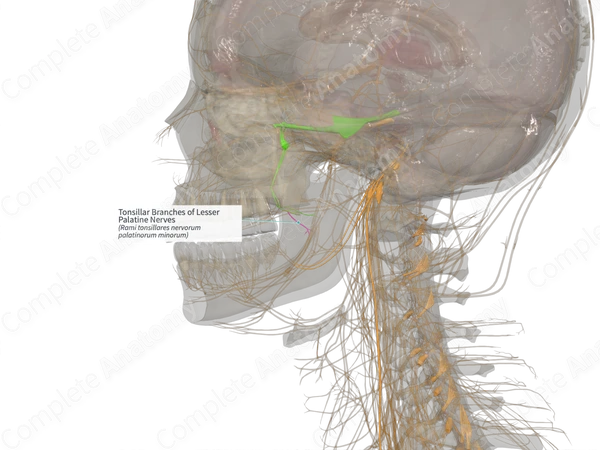 Tonsillar Branches of Lesser Palatine Nerves (Left)