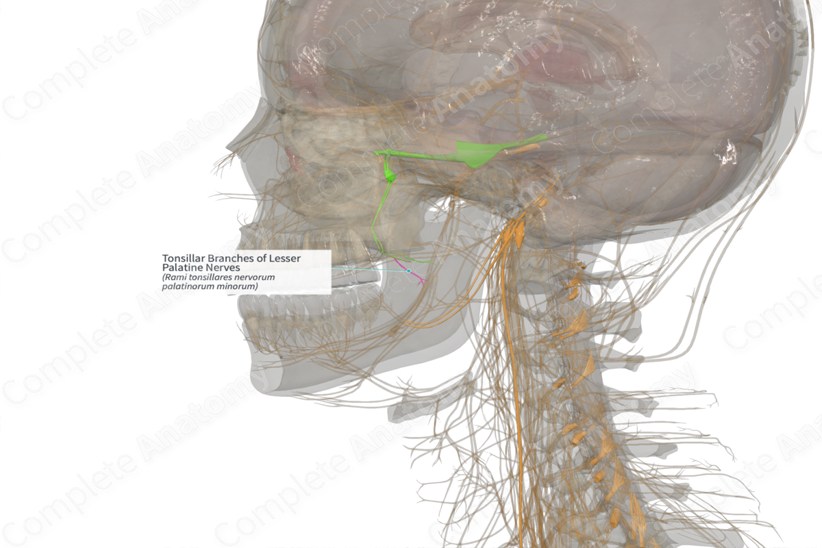 Tonsillar Branches of Lesser Palatine Nerves (Left)