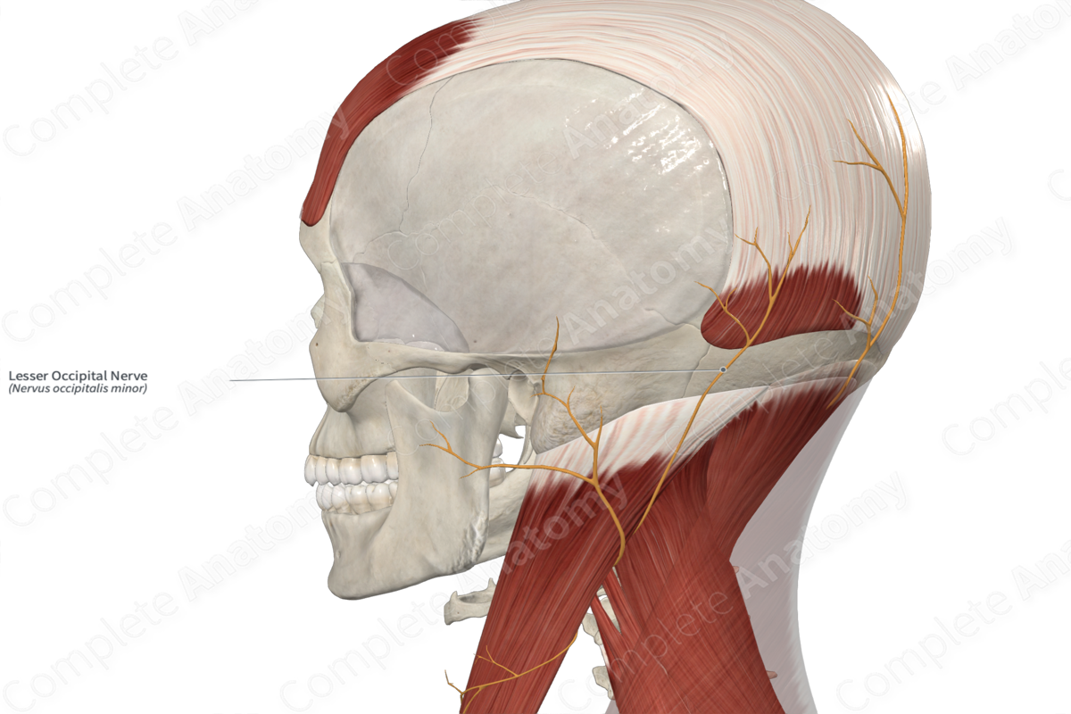 Lesser Occipital Nerve 