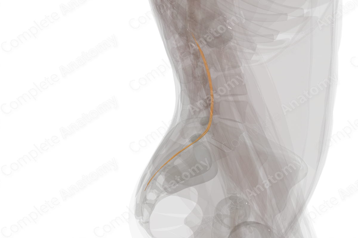 Posterior Roots of Sacral Nerves (Left)