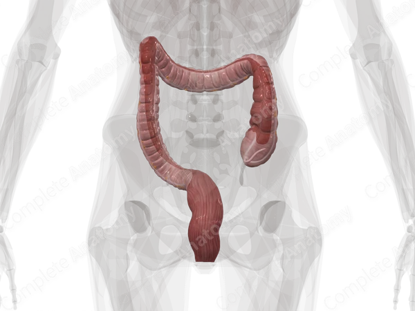Large Intestine