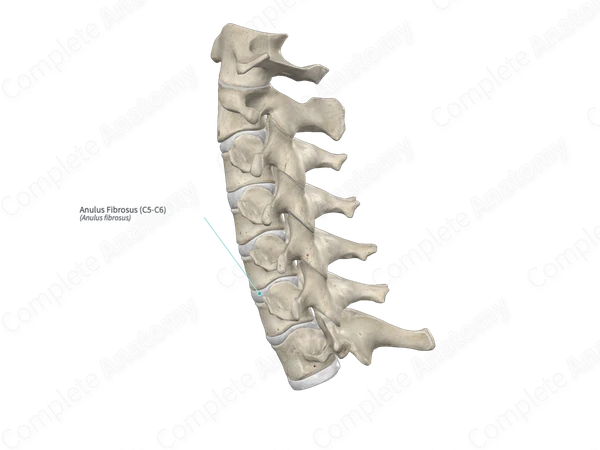 Anulus Fibrosus (C5-C6)