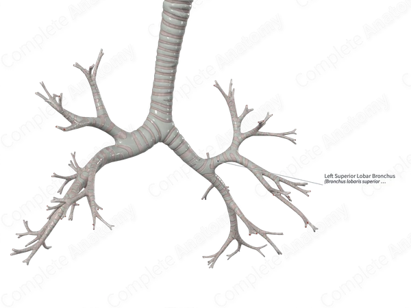 Left Superior Lobar Bronchus
