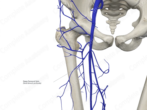 Deep Femoral Vein