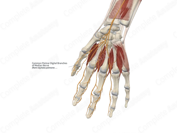 Common Palmar Digital Branches of Median Nerve