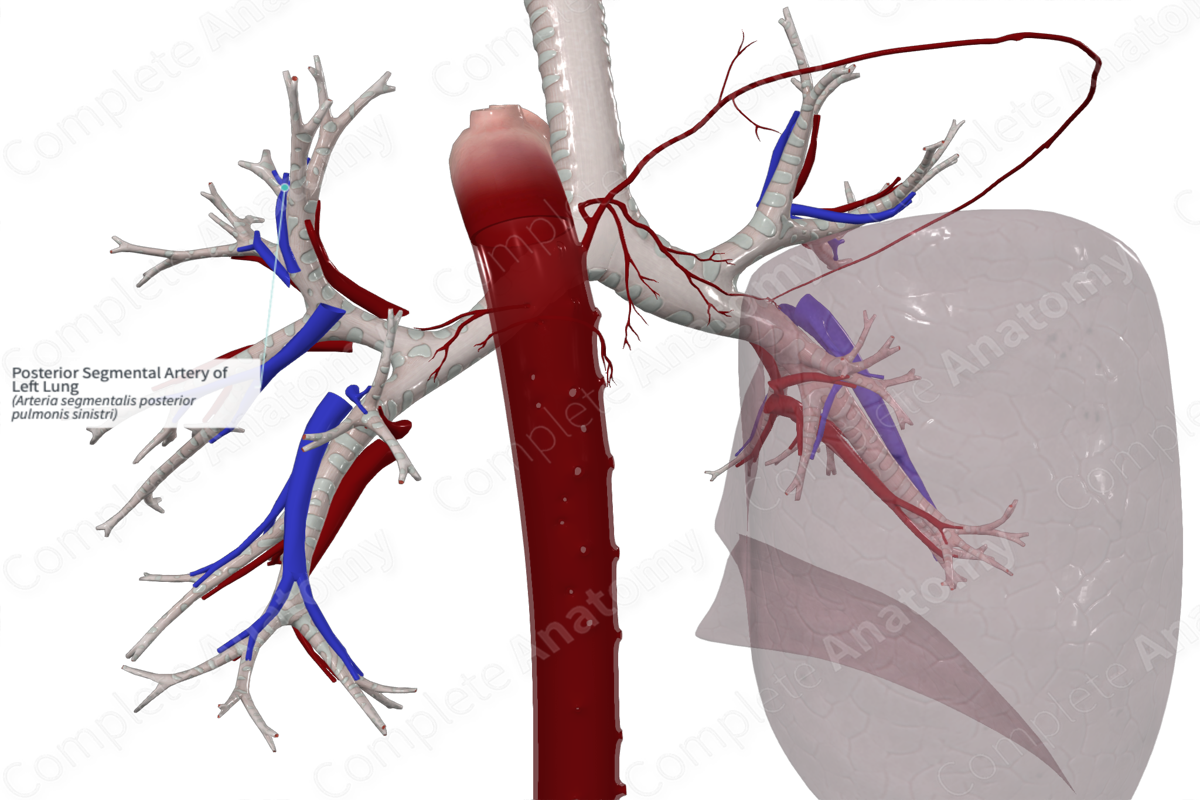 Posterior Segmental Artery of Left Lung