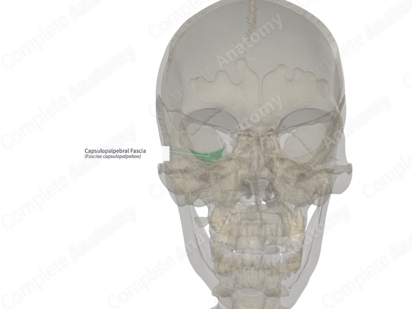 Capsulopalpebral Fascia (Right)