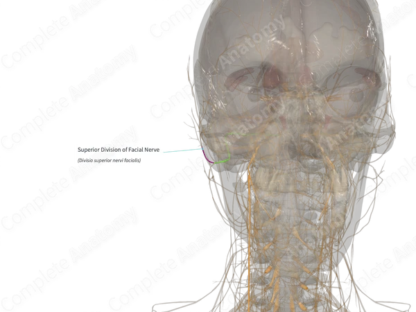 Superior Division of Facial Nerve (Left)