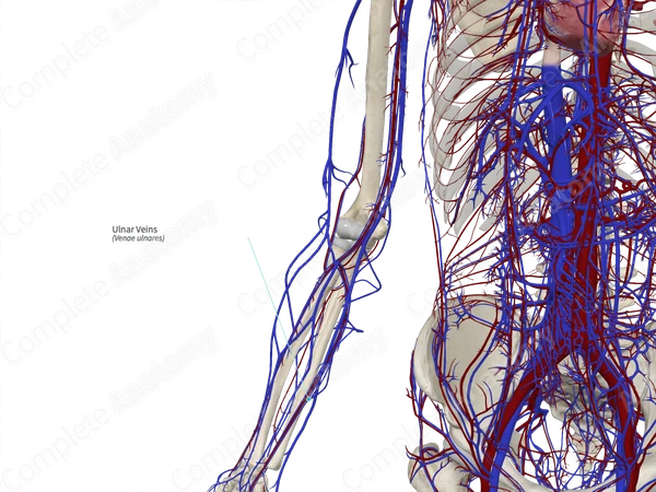 Ulnar Veins