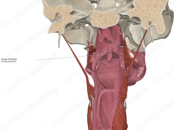 Uvula of Palate 