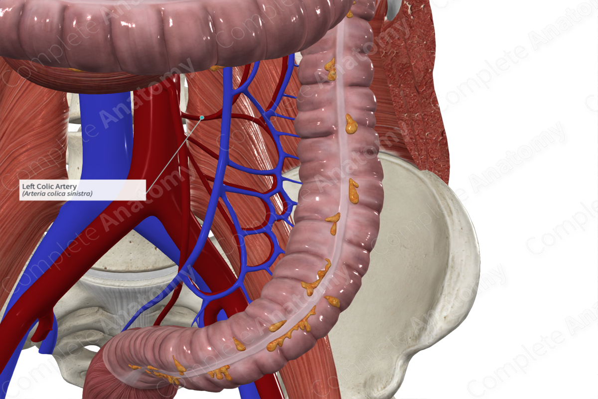 Left Colic Artery