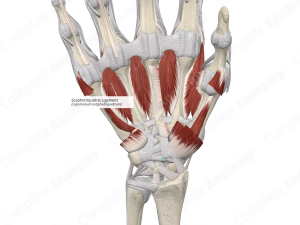 Scaphotriquetral Ligament 