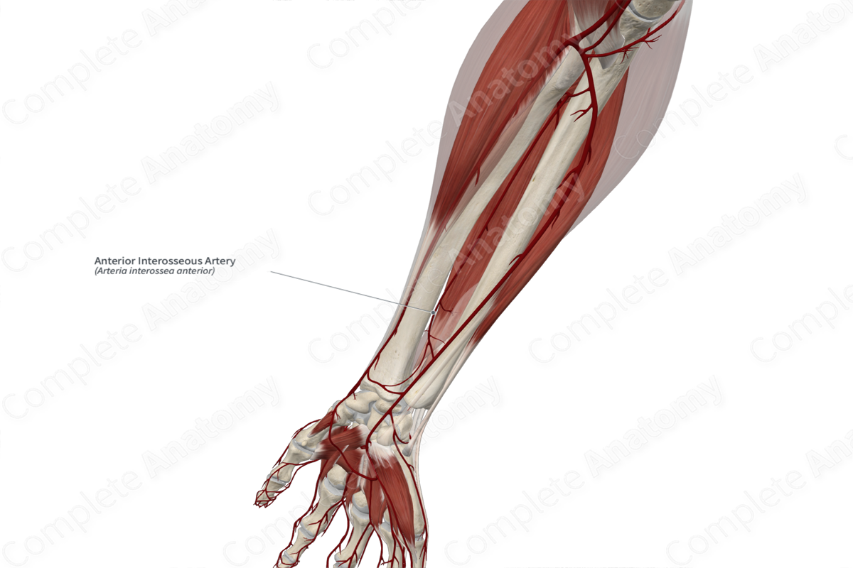 Anterior Interosseous Artery 