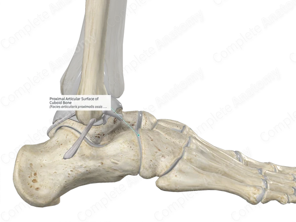 Proximal Articular Surface of Cuboid Bone 
