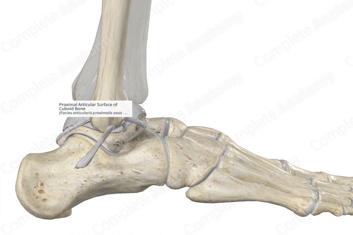Proximal Articular Surface of Cuboid Bone 