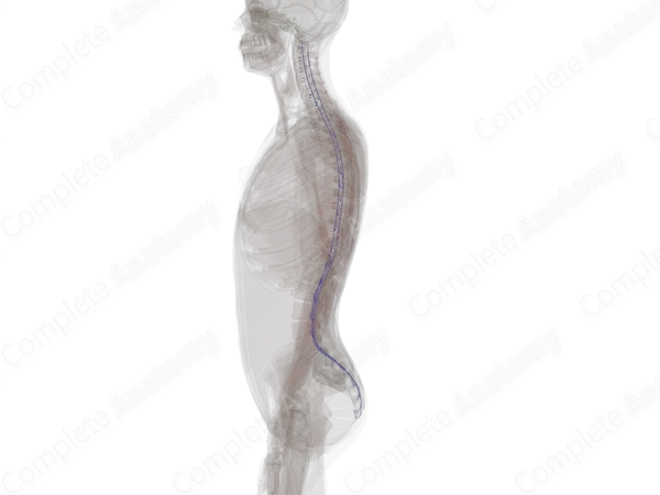 Veins of Spinal Cord