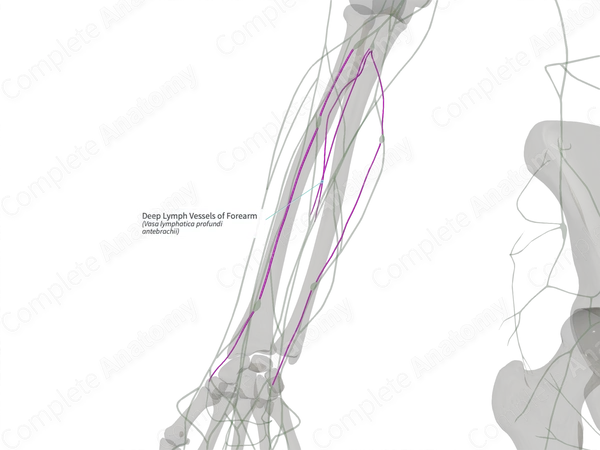 Deep Lymph Vessels of Forearm (Right)